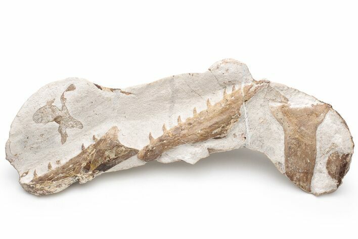 Fossil Mosasaur (Tethysaurus) Jaw - Asfla, Morocco #225273